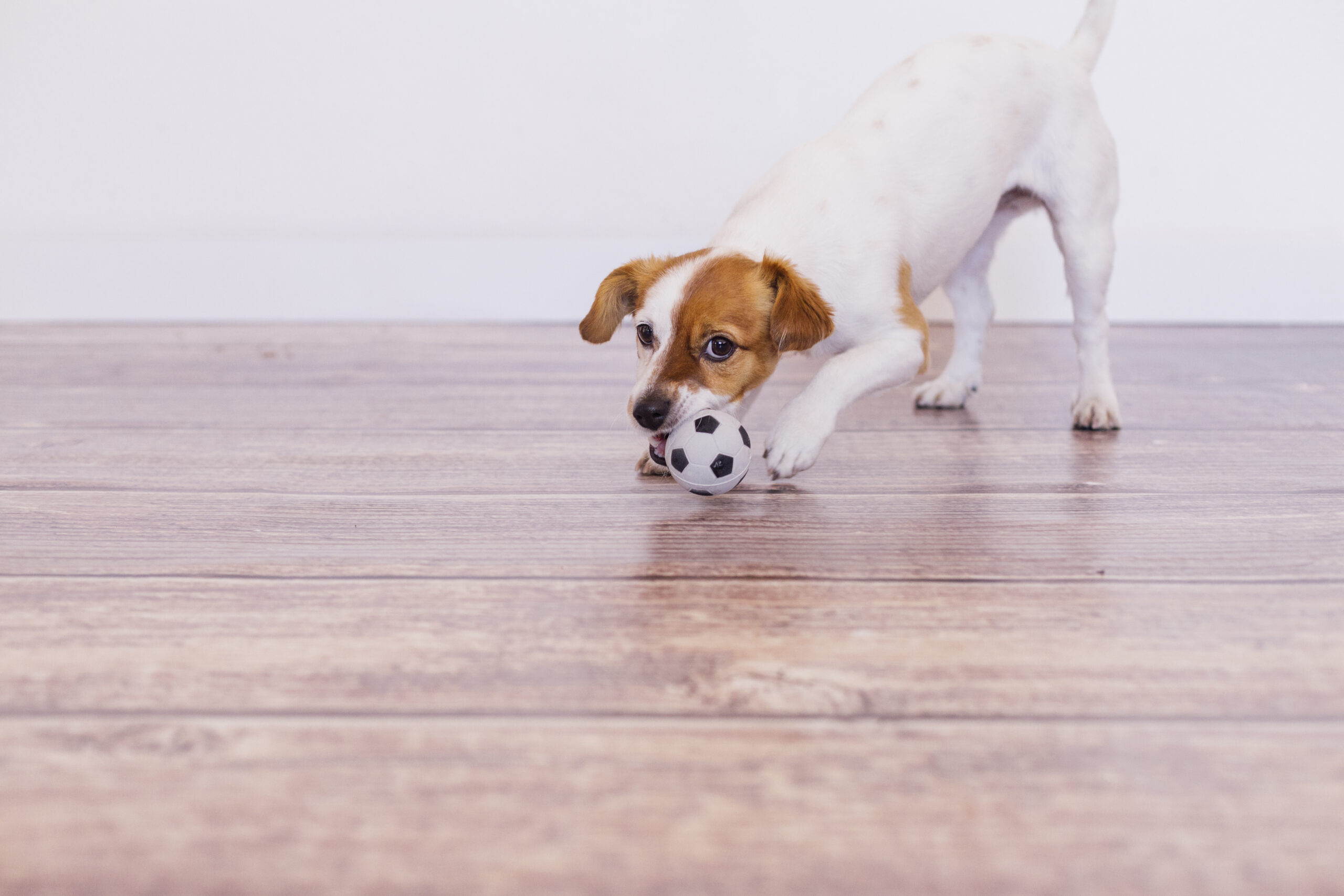 Pet-Friendly Flooring Options for Pocatello Homeowners
