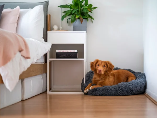 Floor Care Tips for Pocatello Homes